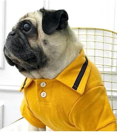 Camiseta Polo