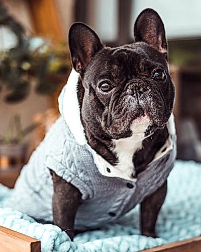 Poleron Hoodie Polar
