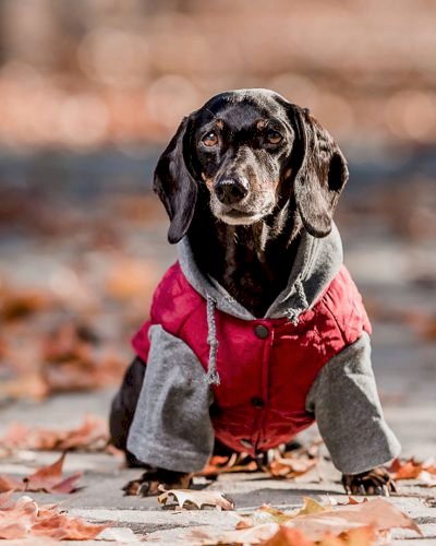 ParKa de invierno